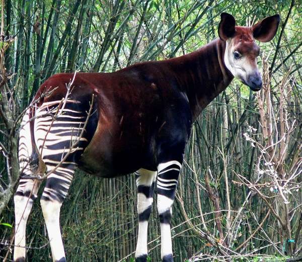 Okapi - One of the coolest looking animals on this list because it's half zebra and antelope, but they are most related to the giraffe! There are only 30,000 in existence and they're in the Congo.