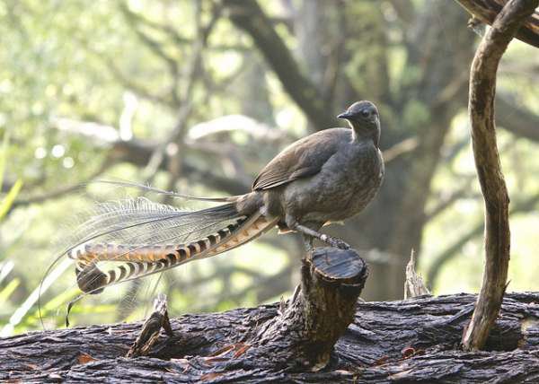 Lyrebird - Some birds are noisy and then there's the lyrebird. It can imitate any sound because of their strong syrnix muscle. We don't know how many exist, but they live in Australia.