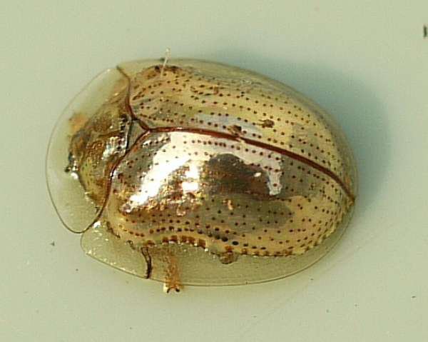 Golden Tortoise Beetle - This color-changing bug goes from gold to red when it's mad or mating. There's not a lot of information on them besides that they are only in the Americas.