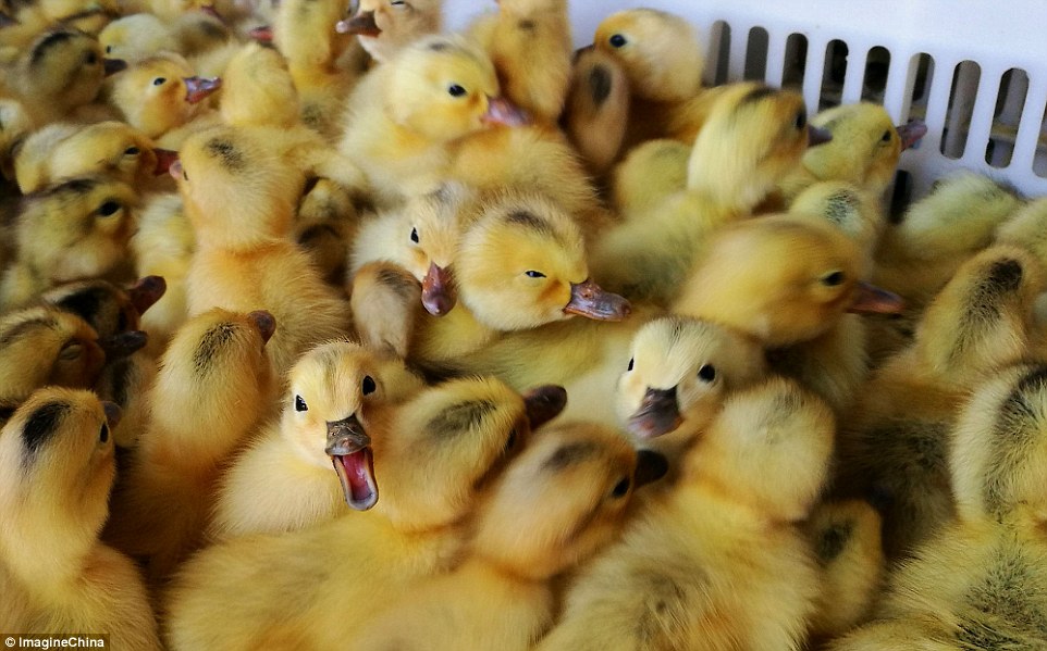 Li Gen said the hatchery kills thousands of ducklings every day and most of them are less than four days old