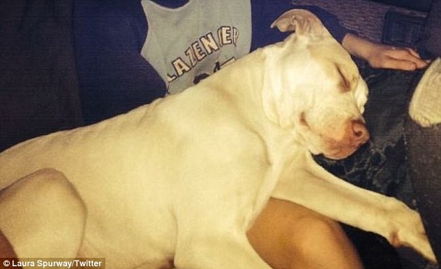 A petition was launched to save a pitbull named Buddy (pictured) who dragged a nine-year-old boy out of the Murray River after his mother allegedly tried to drown him