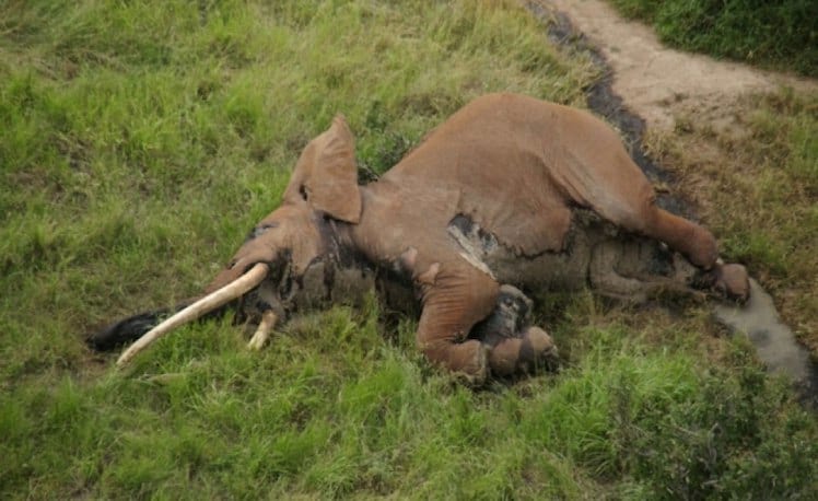 Incredibly Rare 50 Year Old African Elephant Killed By Poachers 1454 satao 2 carcass