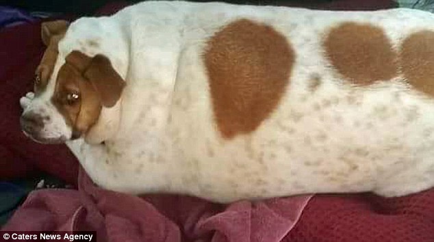 The Jack Russell mix was once so fat she had to be moved using a sheet but shed three stones thanks to a strict diet and the use of an underwater treadmill. She is pictured weighing 80lbs
