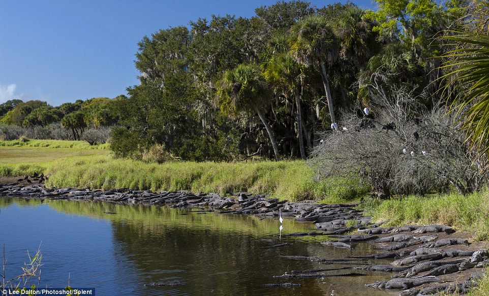 The alligators are drawn the the watering hole by the abundance of food making it an ideal hunting ground