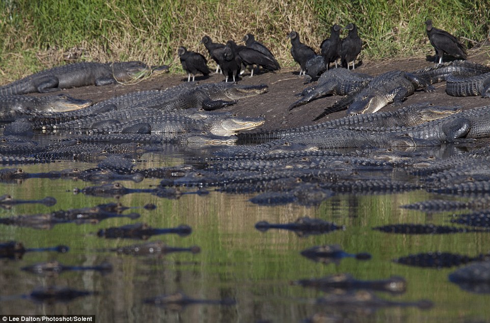 Mr Dalton said it was wonderful to see such a large number of alligators in the wild as they were facing extinction in the 1960s
