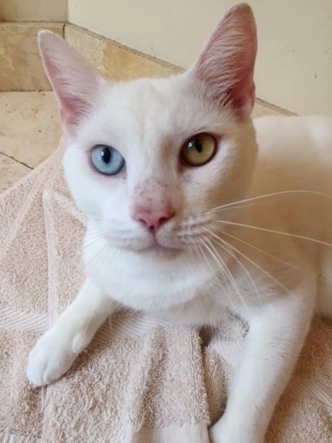 As he gained weight, Cotton also began to grow hair. But that was not the biggest shock to his new family; "It was a nice surprise to see that he had one blue eye and one yellow eye."