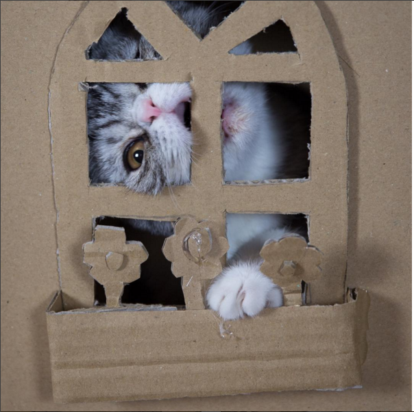 But guess how long the kitty played within the walls of elaborate cardboard?