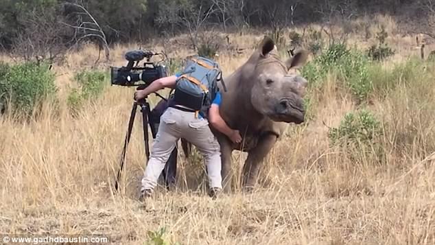 This South African cameraman is so friendly with the animals he films that pets them at the end of the day