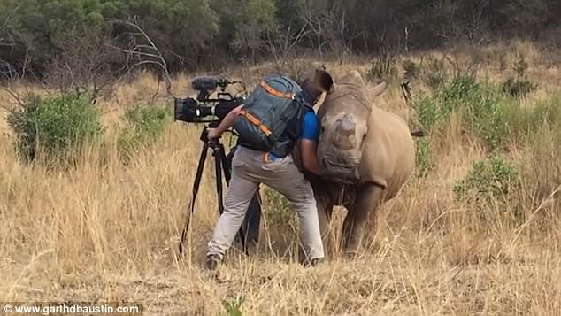 He said: 'I have been lucky enough to film this rhino for quite a few years for my rhino poaching documentary 'Disunity' and because of that have built up a level of trust'
