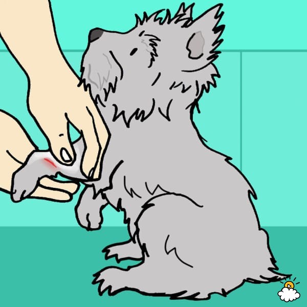 Dog being treated with coconut oil for wound