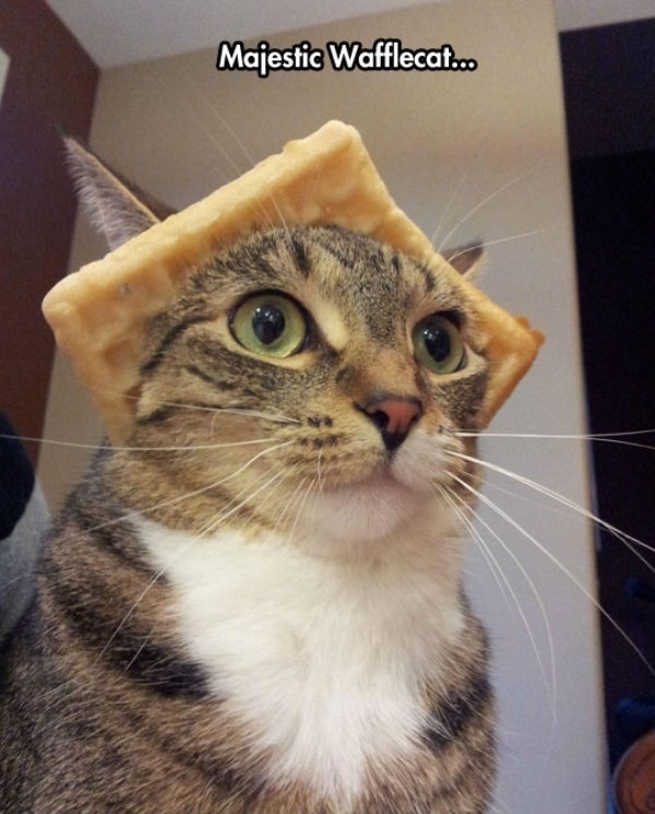 cool cat waffle hat weird Animals are the engine that power the internet (36 Photos)