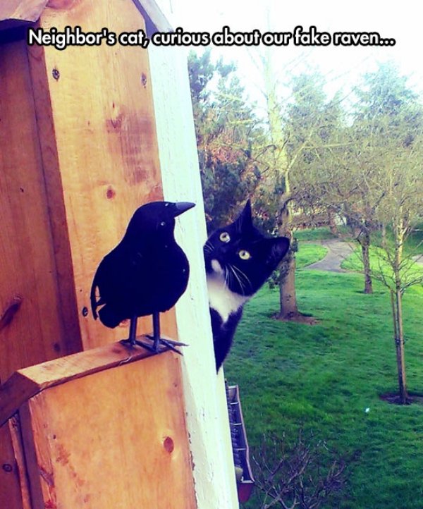 cool cat fake raven wondering Animals are the engine that power the internet (36 Photos)
