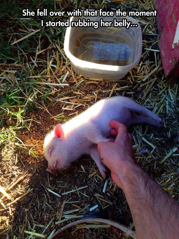 cool baby pig pet belly rub Animals are the engine that power the internet (36 Photos)