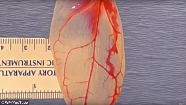 Researchers at Worcester Polytechnic Institute  were then able to inject a blood-like substance into the  decelluralized leaves in order to culture beating human heart cells