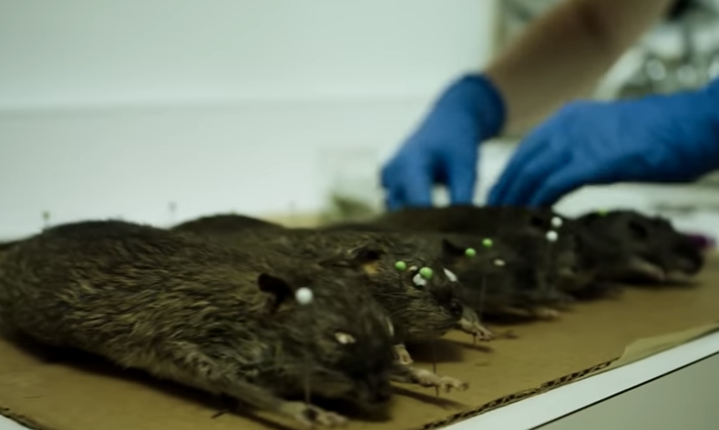 Directed by Morgan Spurlock, Rats chronicles rat infestations around the world and details their success as a species. Be warned though, this does include graphic scenes of rats being killed. – Suggested by Catoya Lundy, Facebook
