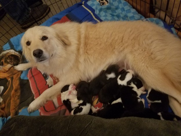 Safe to say, the puppies are making Daisy feel a lot better.