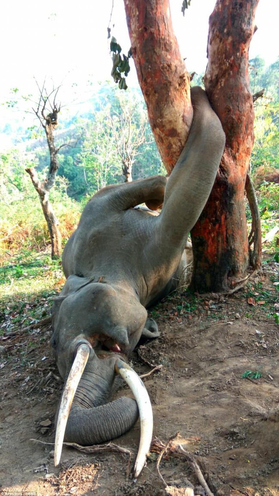 This tragic picture shows an elephant on the ground after getting its right leg entangled in a tree trunk