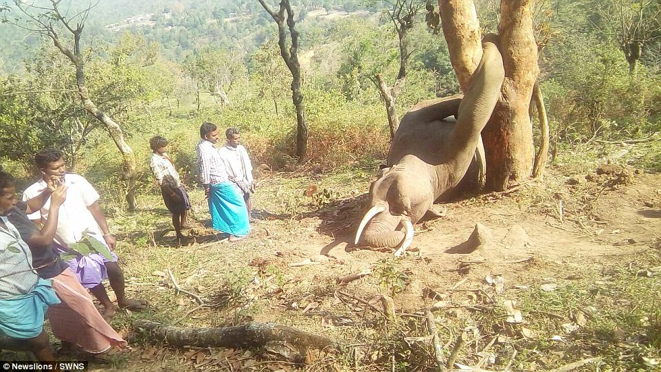 Locals inspect the heartbreaking scene after the elephant got trapped in the middle of the two tree trunks 