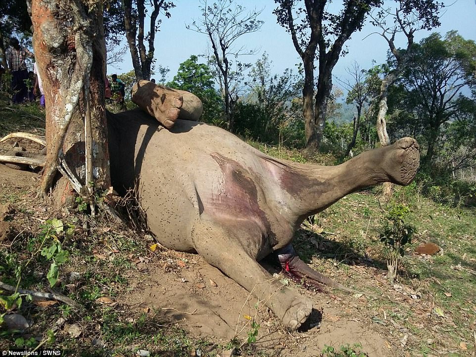 The elephant died after getting its right leg stuck in the tree while searching for fruit in the higher branches