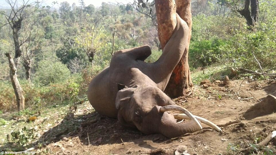 According to wildlife experts, the elephant must have struggled for hours to free himself from the painful position 