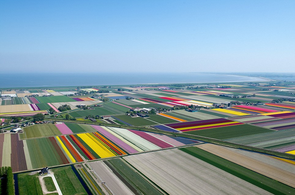 Patchwork: The tulip fields of the Netherlands pictured during the height of the growing season adding splashed of colour to the Dutch landscape