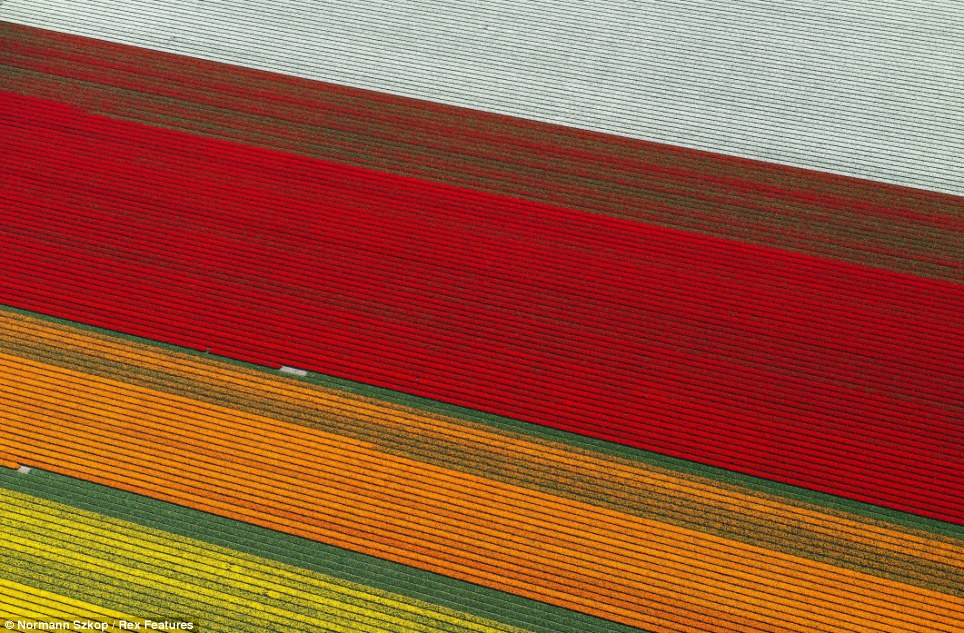 The tulip fields of Anna Paulowna, a municipality in North Holland, attracts thousands of tourists every year who came to watch the colourful plains