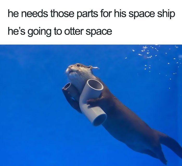 funny wholesome animal memes 9 40 adorable animals taking a sip from the meme stream  (40 Photos)
