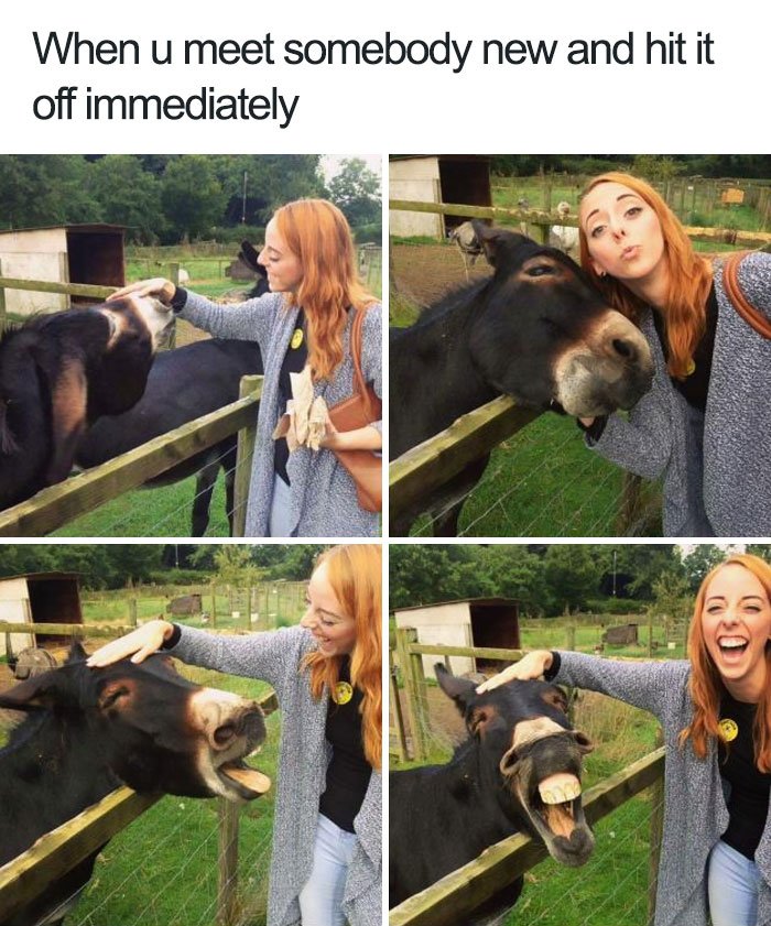 funny wholesome animal memes 4 40 adorable animals taking a sip from the meme stream  (40 Photos)