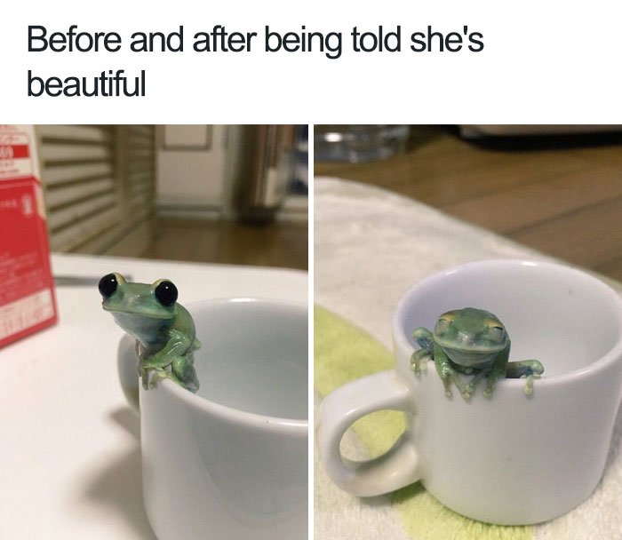 funny wholesome animal memes 36 40 adorable animals taking a sip from the meme stream  (40 Photos)