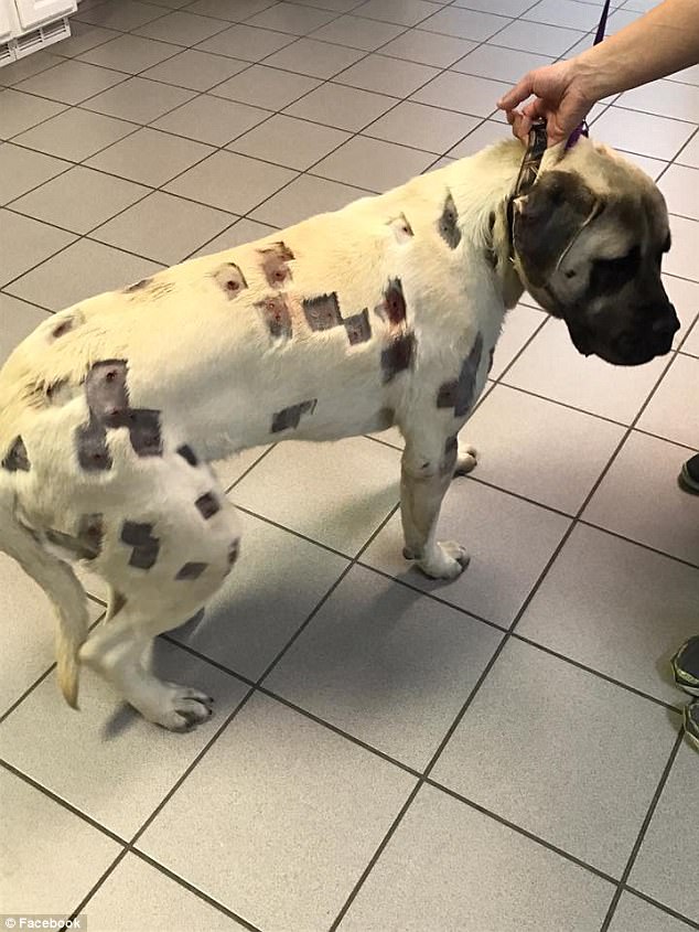 Jackson the English Mastiff puppy was left with holes all over his body after being shot 60 times by pellets and BBs
