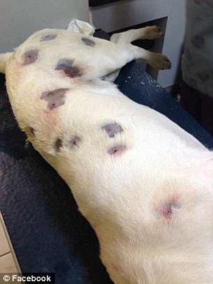 The dog had 27 BBs and pellets removed from his body by vets but another 20 are still lodged inside him