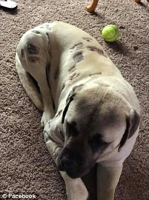 Image result for 狗狗被找到時「全身有60個洞」，主人還以為只是被蟲咬但送到獸醫時「氣到快哭」