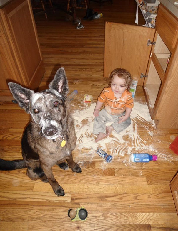 30张为什么永远不该让你的「孩子跟狗狗独处」的爆笑悲剧照！