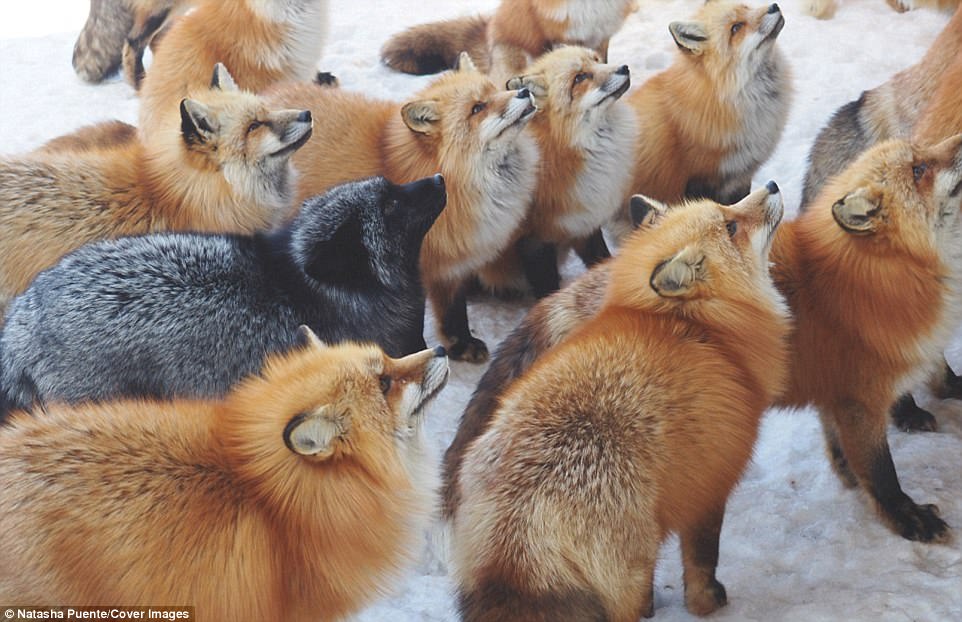 Fox Village, located in Japan’s Miyagi prefecture, is home to a leash of more than 100 foxes, composed of six different species, all allowed to wander free in a large forested area