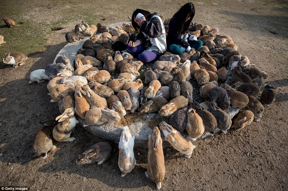 Rabbit Island, officially known as Okunoshima, is a small island off the coast of Hiroshima Prefecture, and is home to hundreds of wild but friendly bunnies who approach tourists in large groups to scavenge for food