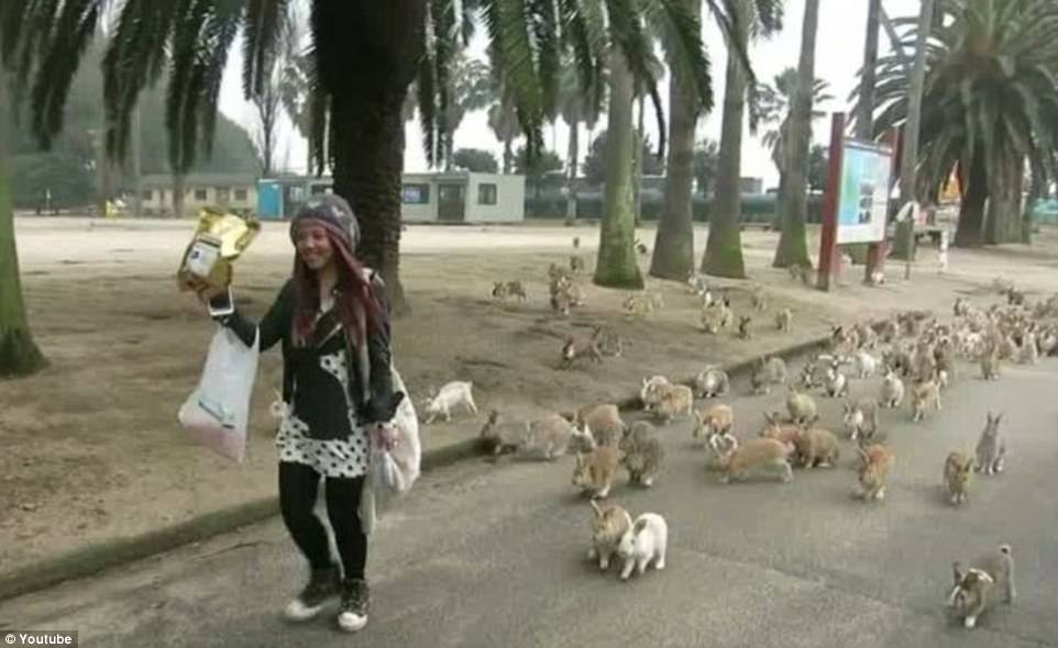 Things got very hairy for this tourist when she visited the island. After offering them some food, she was chased down a road by a stampede of them