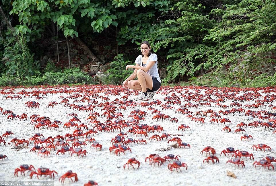 It is estimated that more than 43million crabs inhabit tiny Christmas island, their presence more obvious during breeding season when they head to the water’s edge to reproduce