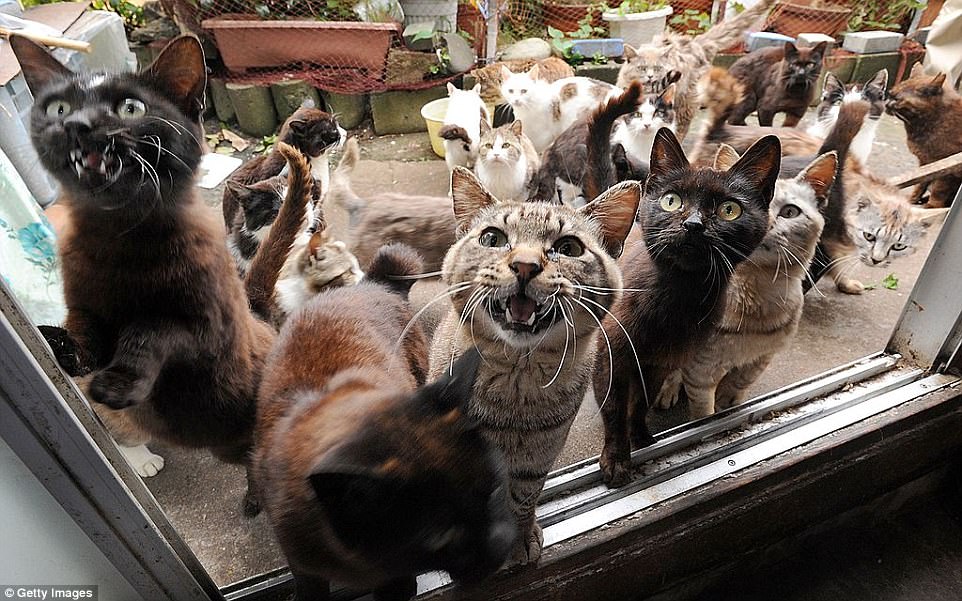 On the Japanese island of Tashirojima - population 100 - there are more cats than residents, and they are valued by locals who feed them in the belief that they bring good luck