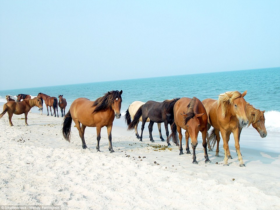 The rural island of Assateague on the coast of America is home to more than 300 feral ponies thought to have made their way there after surviving a shipwreck