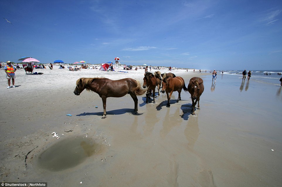 The best way to see the ponies, on the 37 mile-long island off Maryland and Virginia, is by kayak along the island's waterways