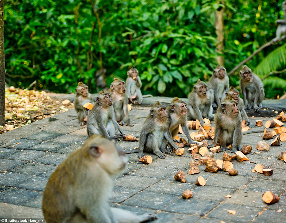 Monkey Forest, located in Ubud, Bali, is home to more than 600 monkeys. Tourists the world over flock to come and interact with them, but being bitten is common