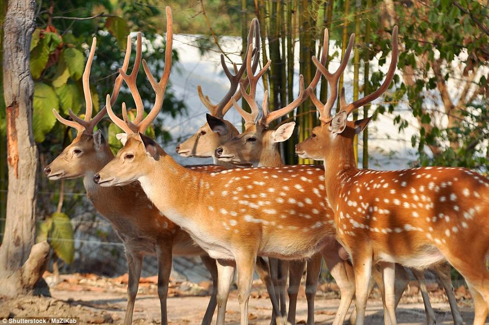 Situated in the west central section of Honshu, the largest island of Japan, Nara is home to more than 1,200 deer - believed to be sacred among the locals 