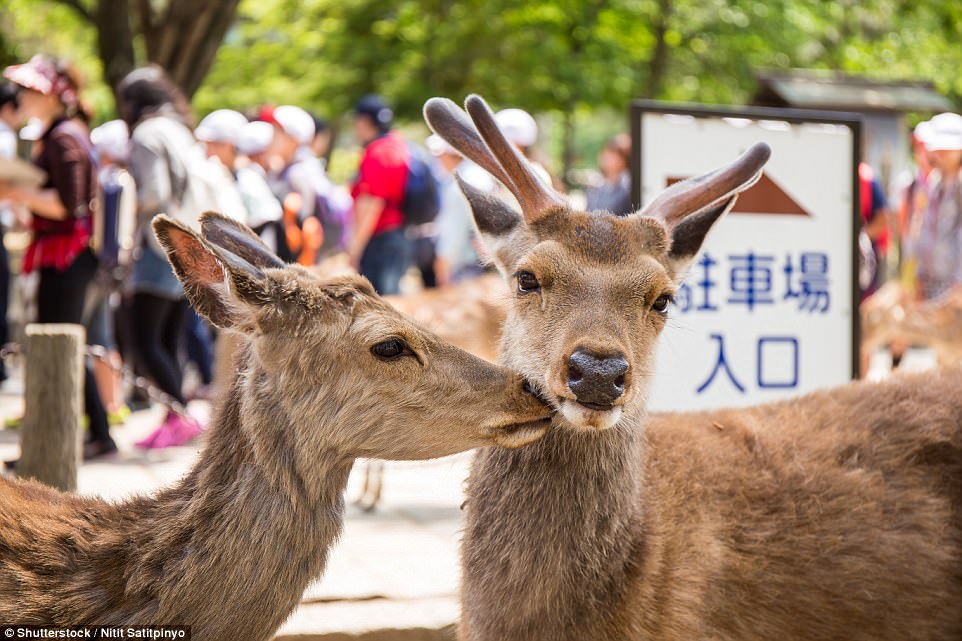 Tourists can purchase crackers to feed to the tame deer, which roam the streets freely in large groups all year round