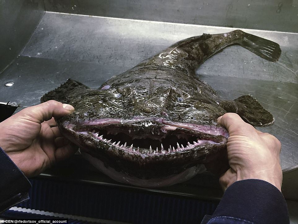 Pictured: The giant monkfish (Lophius piscatorius) is native to Europe and a common catch for North Sea fishermen. It live in relatively shallow waters of between 800-1000m and have an enormously distensible stomach - which allows an individual monkfish to swallow prey as large as itself whole