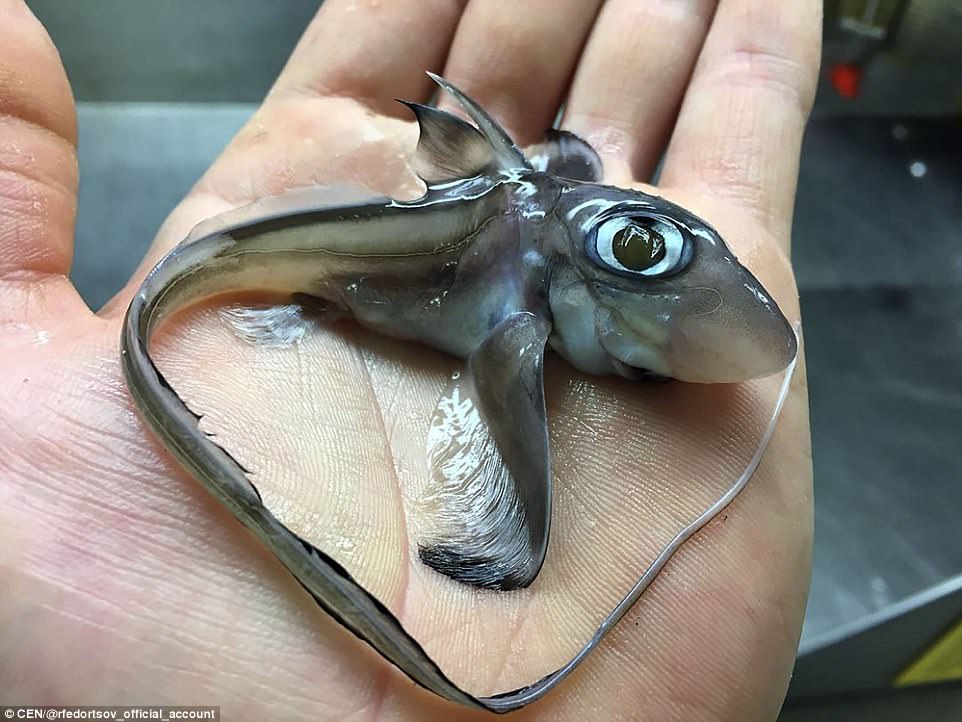 Pictured: Rabbit fish (Chimaera monstrosa) lives at depths from 40 to 1,660m has a mildly venomous spine that causes painful sings. It is oviparous meaning it is found in small groups and feeds on bottom-living invertabrates