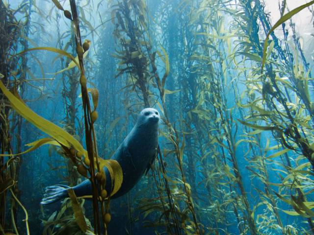 12 -  Spotted at Cortes Bank near San Diego, California, a curious harbor seal swims through an underwater kelp forest.