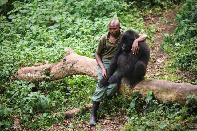 32 -  Man comforts gorilla after its mother was killed by poachers.