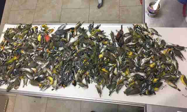 395 dead migratory birds