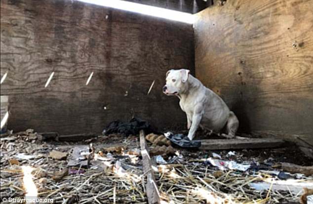 Treya spent five years chained under the deck of an abandoned home in St Louis as neighbors fed her and gave her hay to keep warm in the winter