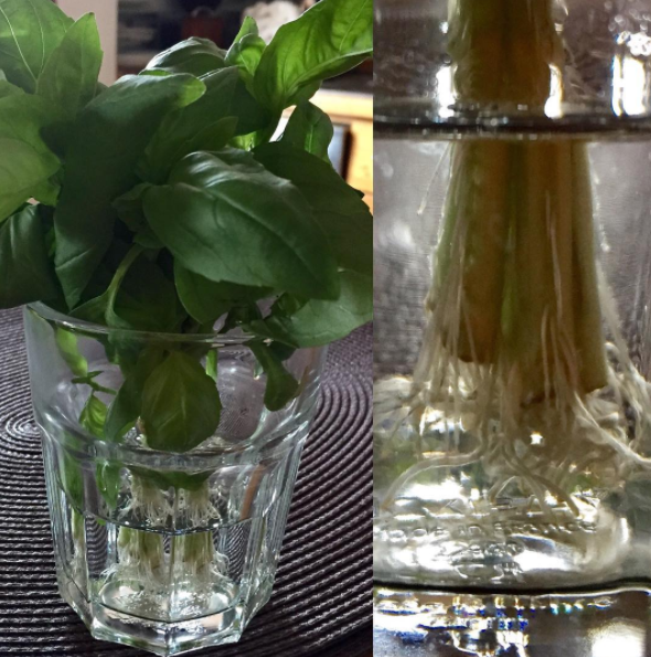 Coax roots from the stems of grocery-store basil and cilantro: